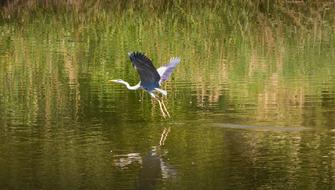 Heron Flies Starts