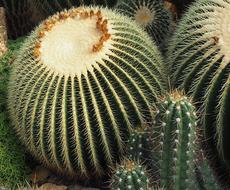 Cactus Plant Green