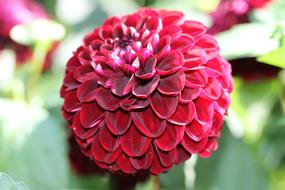 Dahlia Red Garden