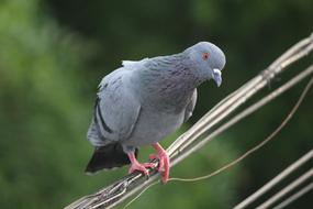 Pigeon Bird Staring Feral