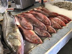 cold fresh fish