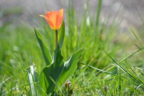 grass is plentiful
