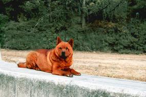 Dog Pavement Ruins