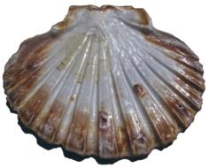 Shell Scallop Pilgrim Pecten
