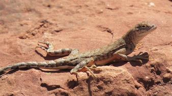 Reptile Lizard Wildlife