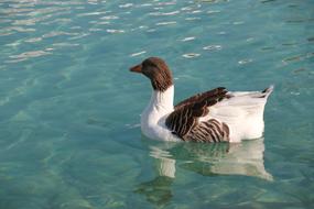 Duck Marine Bird