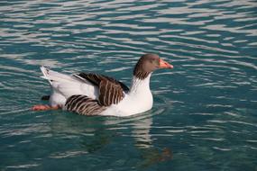 Duck Marine Bird