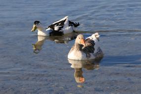 Duck Marine Bird