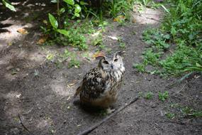 Owl Bird in wildlife