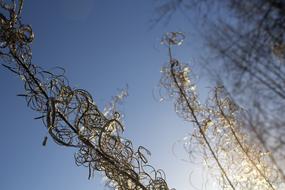 blue sky plants
