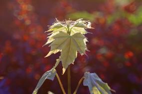 Leaf Pink Red
