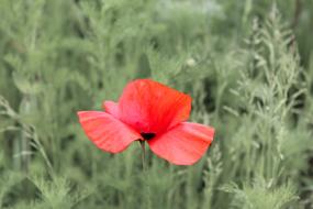 Poppy Blossom Red