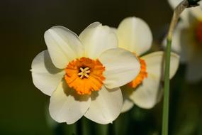 Daffodils Narcissus Daffodil