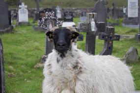 Furry Sheep in Ireland