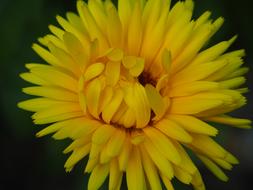 Flower Blossom Bloom