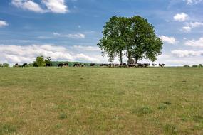 Tree Meadow Cow