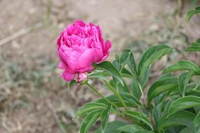 Chinese Herbaceous Peony Flower