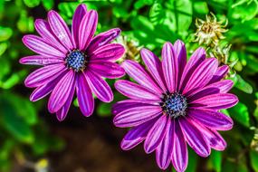 African Daisy Osteospermum