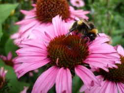 Coneflower Nature Pink Flowers