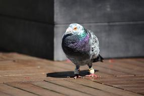 Pigeon Bird