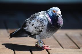 Pigeon Bird