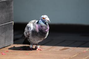 Pigeon Bird