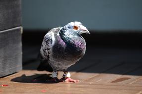 Pigeon Bird