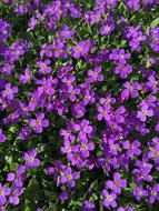 Purple Flower Violet