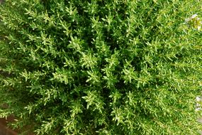 Thyme Summer Herb