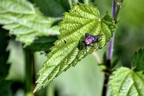 Fly Stinging Nettle Close Up