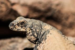 Animal Reptile Iguana