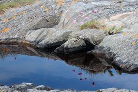 Stone Puddle Flower