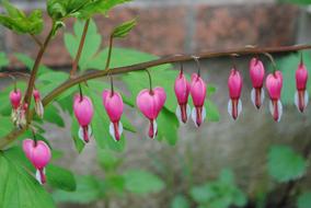little pink flowers on a branch