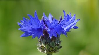 Flower Grain Close Up