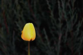 Close-up of the tulip