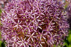 Ornamental Onion Allium Flowers