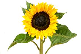 Yellow Sunflower isolated
