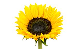 Sunflower Yellow Flower