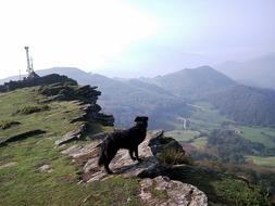 Mountain Dog Landscape