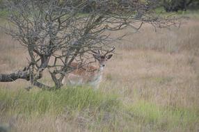 Deer Dune Nature