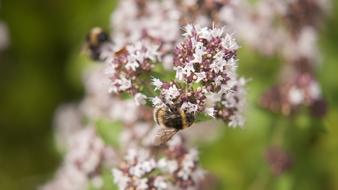 Flower Bee Close Up