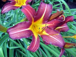 The big flower is beautiful