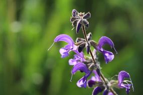 Purple Blossom Bloom