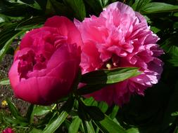 pink Flowers Peony in Summer