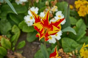 orange flower with greenery