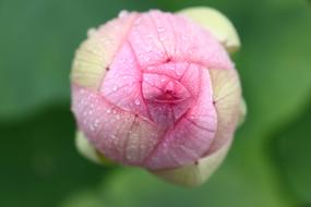 Flower Nature Garden