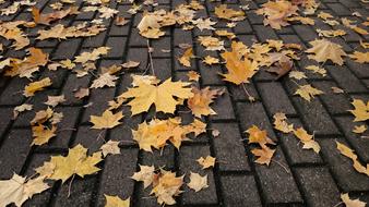 Autumn Fallen Leaves on Pavement