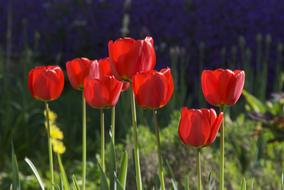 red tulips in the garden