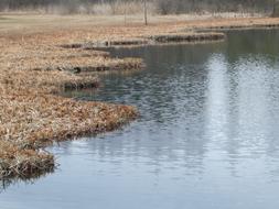 Pond Lake Autumn Forest