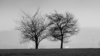Black And White Trees